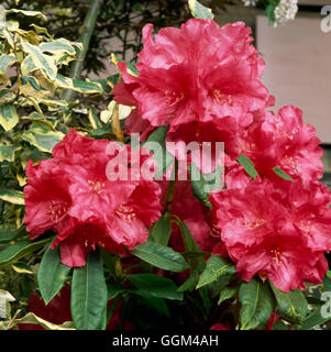 Rhododendron - `Unknown Warrior'   RHO048753 Stock Photo